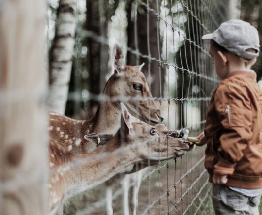 Kind füttert Rehe